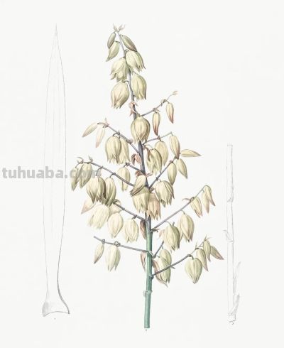 植物科学插画03 - 图画吧TUHUABA