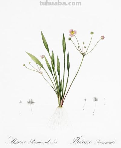 植物科学插画03 - 图画吧TUHUABA