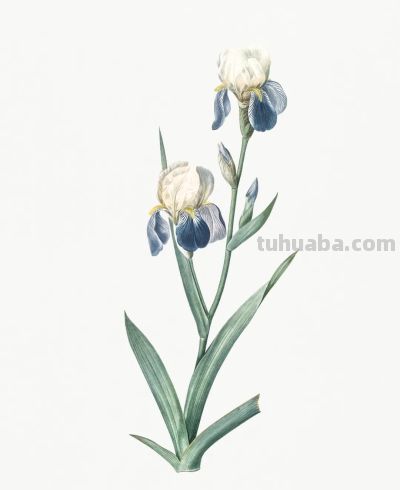 植物科学插画03 - 图画吧TUHUABA