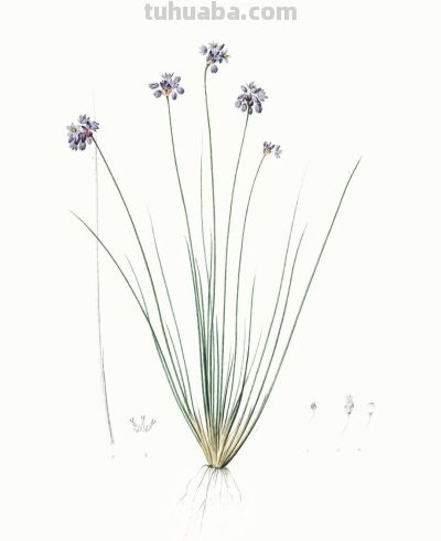 植物科学插画03 - 图画吧TUHUABA