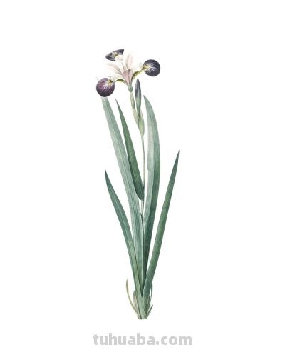 植物科学插画03 - 图画吧TUHUABA