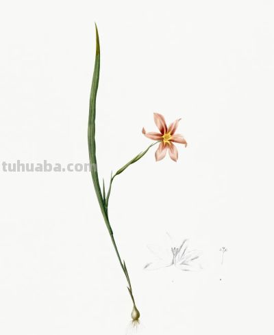 植物科学插画03 - 图画吧TUHUABA