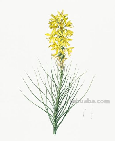 植物科学插画03 - 图画吧TUHUABA