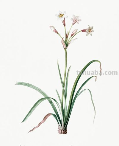 植物科学插画03 - 图画吧TUHUABA