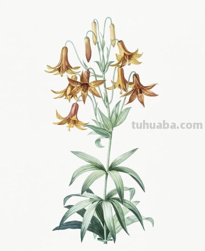 植物科学插画03 - 图画吧TUHUABA