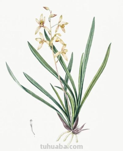 植物科学插画03 - 图画吧TUHUABA