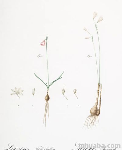 植物科学插画03 - 图画吧TUHUABA