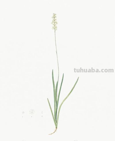 植物科学插画03 - 图画吧TUHUABA