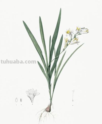 植物科学插画03 - 图画吧TUHUABA