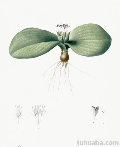 植物科学插画03 - 图画吧TUHUABA