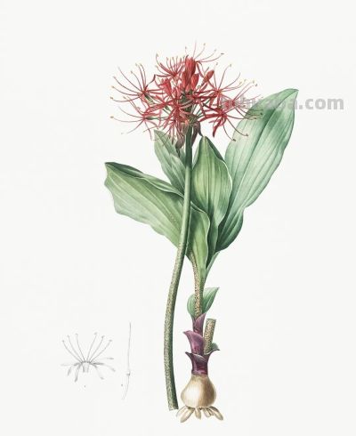 植物科学插画03 - 图画吧TUHUABA