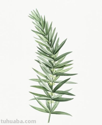 植物科学插画03 - 图画吧TUHUABA