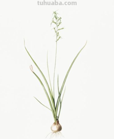 植物科学插画03 - 图画吧TUHUABA