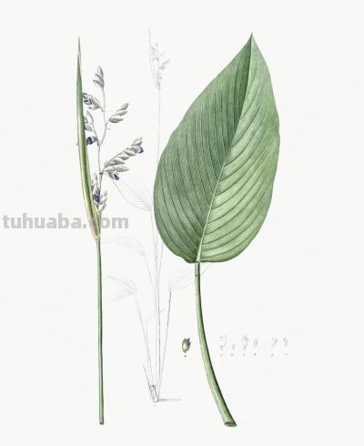 植物科学插画03 - 图画吧TUHUABA
