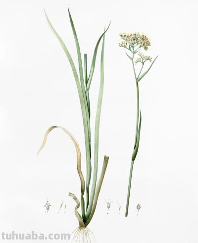 植物科学插画03 - 图画吧TUHUABA