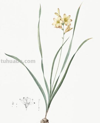 植物科学插画03 - 图画吧TUHUABA