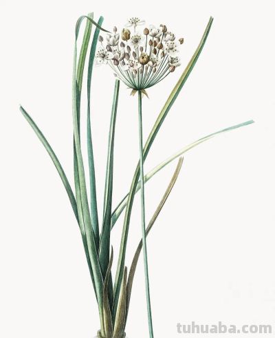 植物科学插画01 - 图画吧TUHUABA