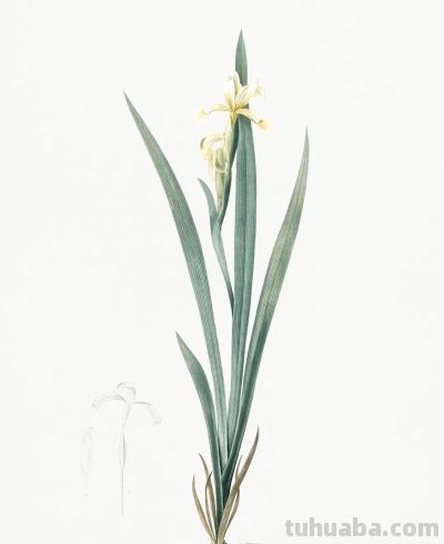 植物科学插画01 - 图画吧TUHUABA