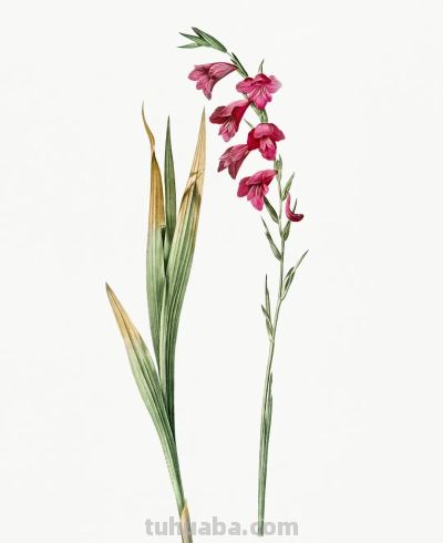 植物科学插画01 - 图画吧TUHUABA