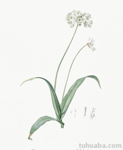 植物科学插画01 - 图画吧TUHUABA