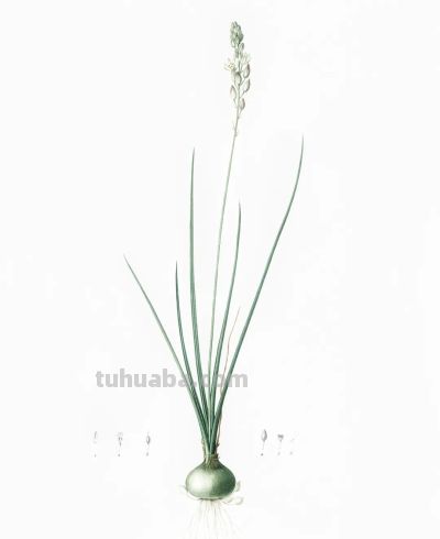 植物科学插画01 - 图画吧TUHUABA