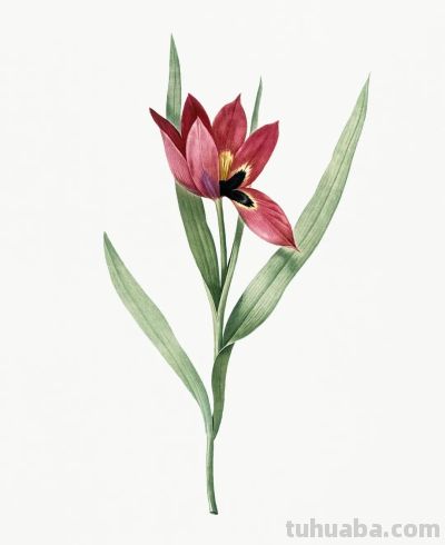 植物科学插画01 - 图画吧TUHUABA