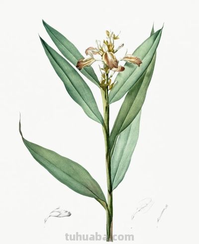 植物科学插画01 - 图画吧TUHUABA