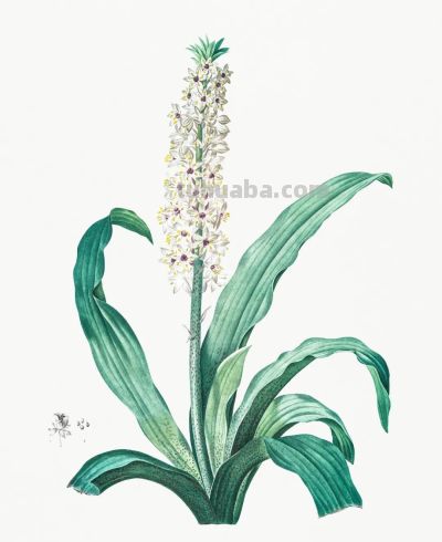 植物科学插画01 - 图画吧TUHUABA