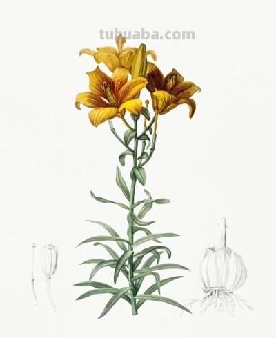 植物科学插画01 - 图画吧TUHUABA