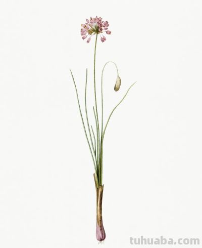 植物科学插画01 - 图画吧TUHUABA