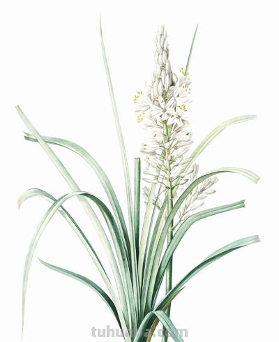 植物科学插画01 - 图画吧TUHUABA