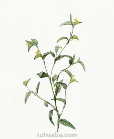 植物科学插画01 - 图画吧TUHUABA