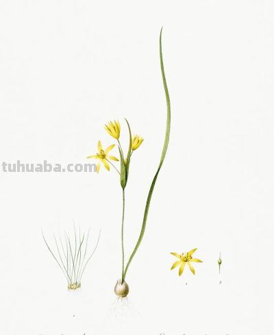 植物科学插画01 - 图画吧TUHUABA