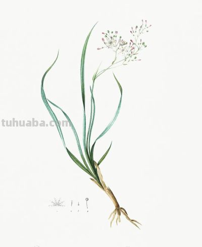 植物科学插画01 - 图画吧TUHUABA