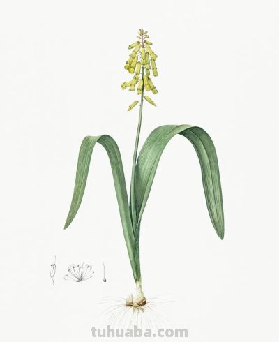 植物科学插画01 - 图画吧TUHUABA