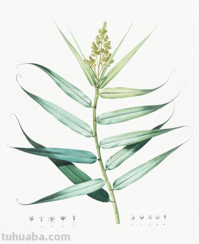 植物科学插画01 - 图画吧TUHUABA