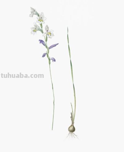 植物科学插画01 - 图画吧TUHUABA