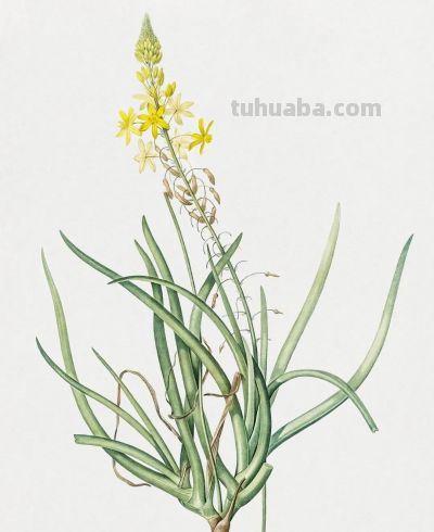 植物科学插画01 - 图画吧TUHUABA