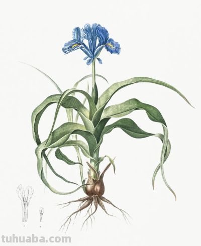 植物科学插画01 - 图画吧TUHUABA