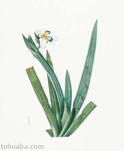 植物科学插画01 - 图画吧TUHUABA