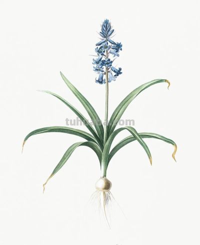 植物科学插画01 - 图画吧TUHUABA