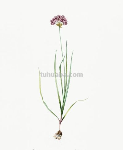 植物科学插画01 - 图画吧TUHUABA