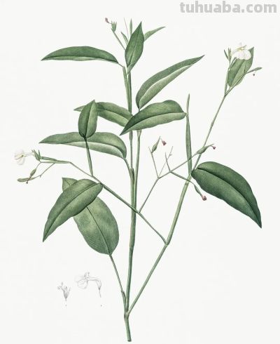 植物科学插画01 - 图画吧TUHUABA