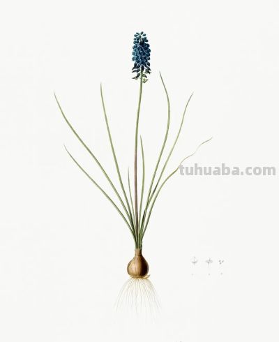 植物科学插画01 - 图画吧TUHUABA