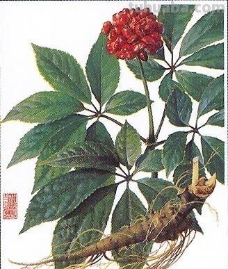 植物科学插画02 - 今日头条