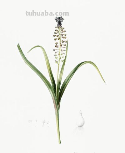 植物科学插画02 - 图画吧TUHUABA