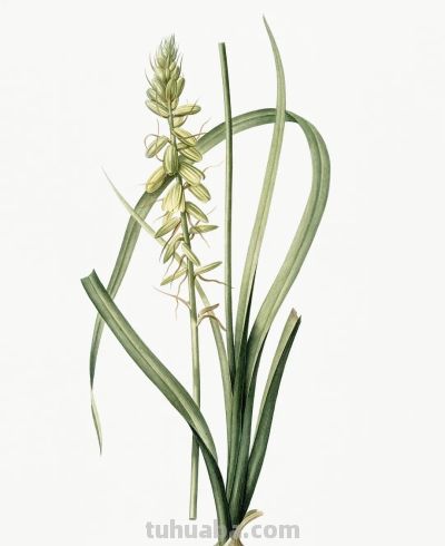 植物科学插画02 - 图画吧TUHUABA