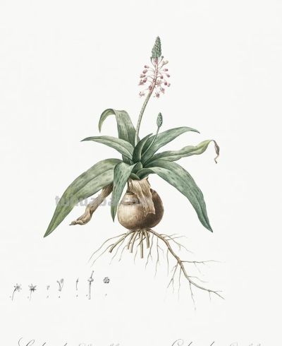 植物科学插画02 - 图画吧TUHUABA