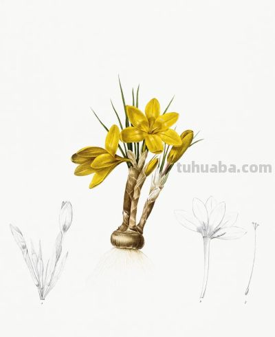 植物科学插画02 - 图画吧TUHUABA