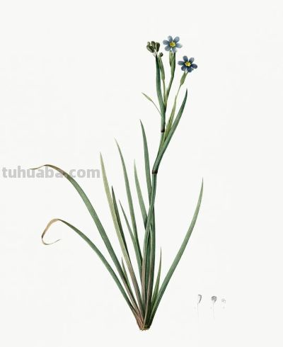 植物科学插画02 - 图画吧TUHUABA